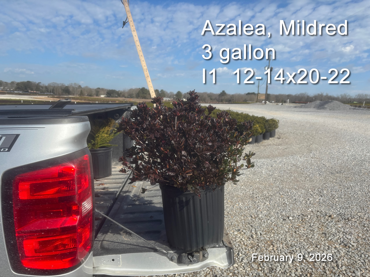 gallery/mild3 i1 feb9.jpg